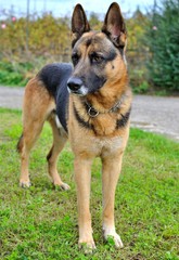 Cane Pastore Tedesco