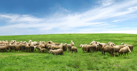 Flock of sheep in pasture and blue sky - 58487337