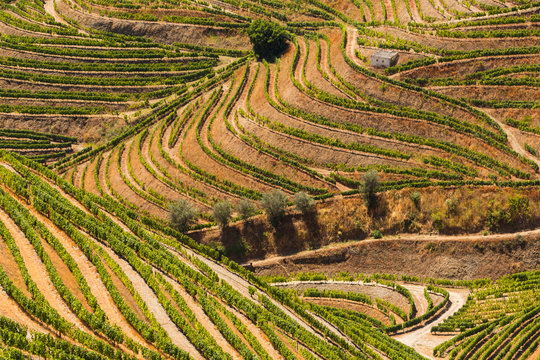 Portugal, vall&eacute;e du Douro