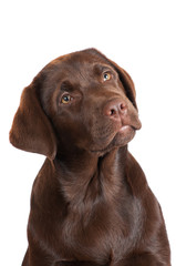 brown labrador retriever puppy portrait