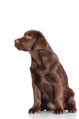 brown labrador retriever puppy