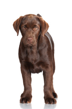 Labrador Puppy Standing