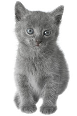 Fototapeta premium Small gray shorthair kitten sitting.