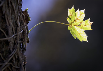 last leaf