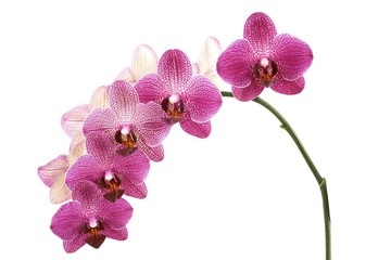 Fototapeta na wymiar Kwiat orchidei