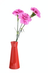 Fototapeta na wymiar Pink carnations