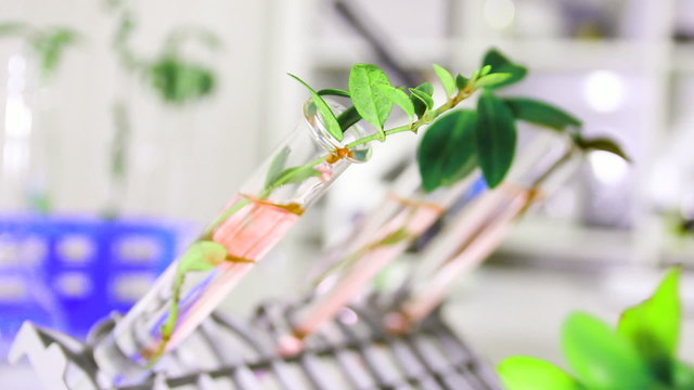 Green plant in genetics laboratory