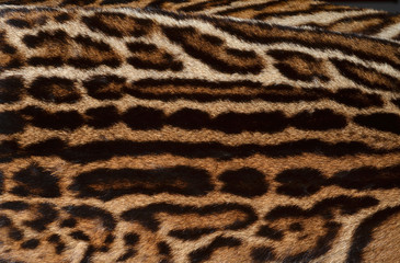 ocelot fur pattern