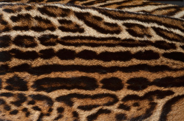 ocelot fur pattern