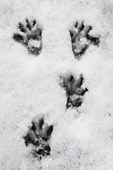 tracce di marmotta nella neve, Alpi italiane