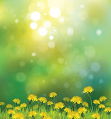 Fototapeta na wymiar Vector of spring background with yellow dandelions.