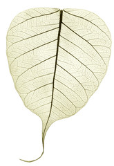 Fototapeta na wymiar one grey green transparent dried fallen leaf