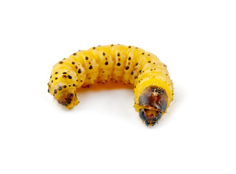 woodworm isolated