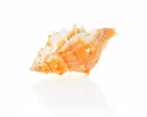 Obraz na płótnie Canvas Seashell close up
