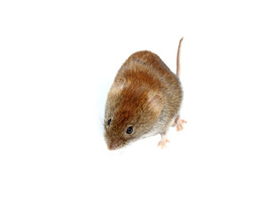 Little brown mouse isolated on white