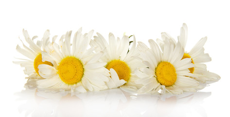 Obraz premium Heads of bright white camomiles