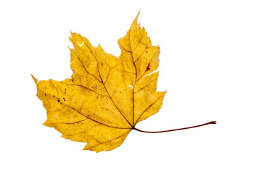 Dried yellow maple leaf isolated on white