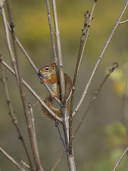 Red Squirrel