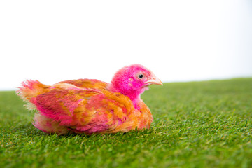 chicken chick hen pink painted on turf grass