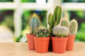 Collection of cactuses, on windowsill