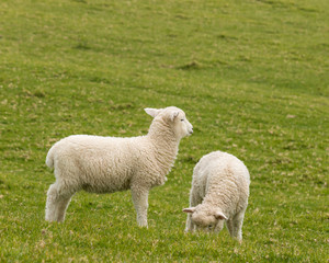 Obraz na płótnie Canvas grazing lambs