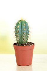 Beautiful cactus on wooden table