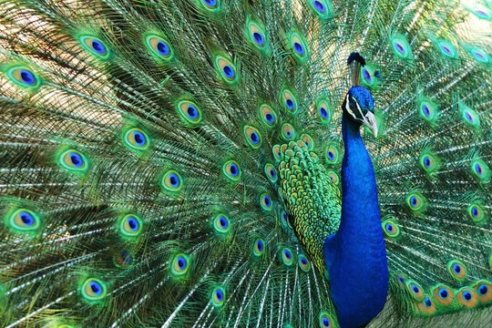 Fototapeta Peacock Tailfeathers