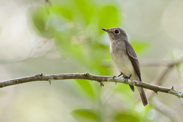 Asian brown Flycatcher