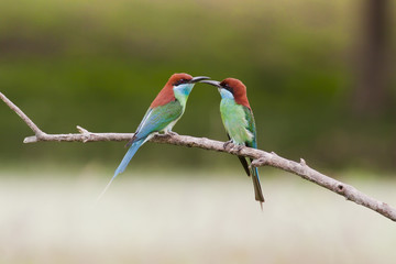 Blue throated Bee eater, Bird of Thailand