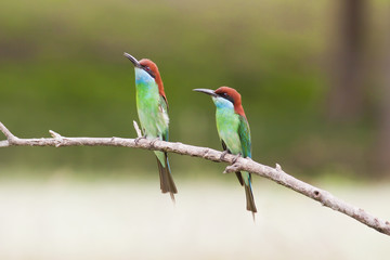 Blue throated Bee eater, Bird of Thailand