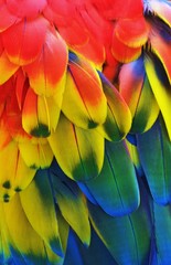 Naklejka premium Macaw Feathers (Rainbow)