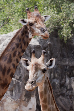 The giraffe is an African even-toed ungulate mammal