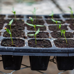 Young seedlings of pepper in tray.