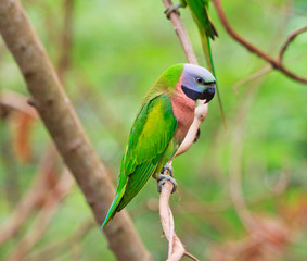 Alexandrine parakeet
