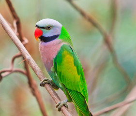 Alexandrine parakeet