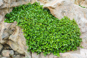 plant growing in stone floor