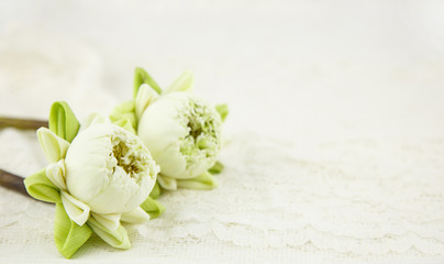 Beautiful white lotus with fold petal on white