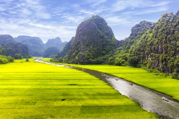 Washable wall murals Yellow Rice field and river, NinhBinh, vietnam landscapes