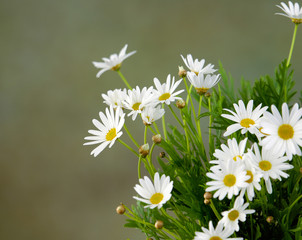 bouquet of daisies flowers on green background