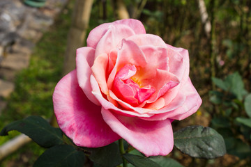 Pink and white rose