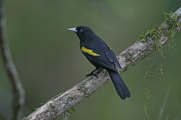 Golden-winged cacique, Cacicus chrysopterus