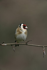 Goldfinch, Carduelis carduelis