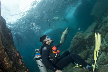 Naklejka premium sea lion underwater looking at you