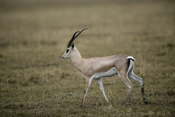Grant's gazelle, Gazella granti