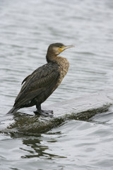 Fototapeta premium Great cormorant, Phalacrocorax carbo