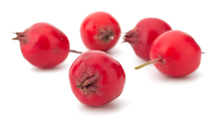 hawthorn isolated on white background