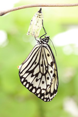 Fototapeta na wymiar Formularz zmian poczwarka motyla