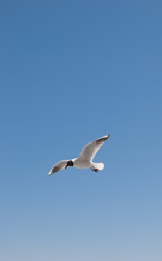 Flight of a gull in a cloudless sky