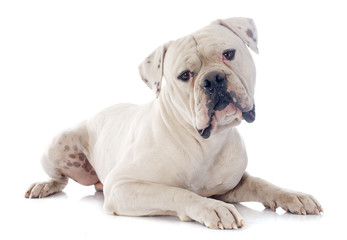 Obraz premium american bulldog