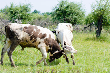 Two angry bulls fighting on summer day in garden